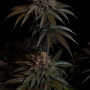 Семена конопли LEMON CHERRY RUNTZ ™ от Fast Buds