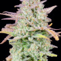 Cannabis seeds Original TRAINWRECK Auto from Fast Buds