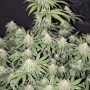Семена конопли LEMONPAYA ™ от Fast Buds