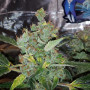 Cannabis seed variety Auto Moon Rock