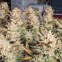 Семена конопли Wedding GLUE Auto от Fast Buds