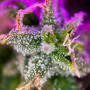 Сорт семян каннабиса Auto Tangie