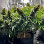 Сорт семян каннабиса Auto Tangie