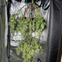 Сорт семян каннабиса Auto Tangie