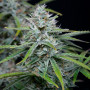 Насіння конопель Original AUTO WHITE WIDOW від Fast Buds