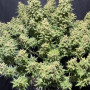 Семена конопли SOUR JEALOUSY Auto™ от Fast Buds