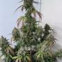 Семена конопли Wedding GLUE Auto от Fast Buds