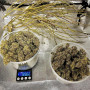 Сорт семян каннабиса Auto Tangie
