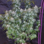Семена конопли TANGIE Auto от Fast Buds