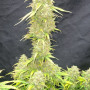Cannabis seeds Original AUTO MOBY DICK from Fast Buds