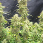 Cannabis seeds Original AUTO MOBY DICK from Fast Buds