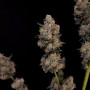 Семена конопли Original NORTHERN LIGHTS Auto от Fast Buds