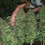 Семена конопли Original AUTO CRITICAL от Fast Buds