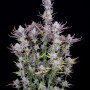 Семена конопли Wedding GLUE Auto от Fast Buds