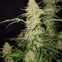 Cannabis seeds Original JACK HERER Auto from Fast Buds