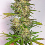 Семена конопли SIX SHOOTER Auto от Fast Buds