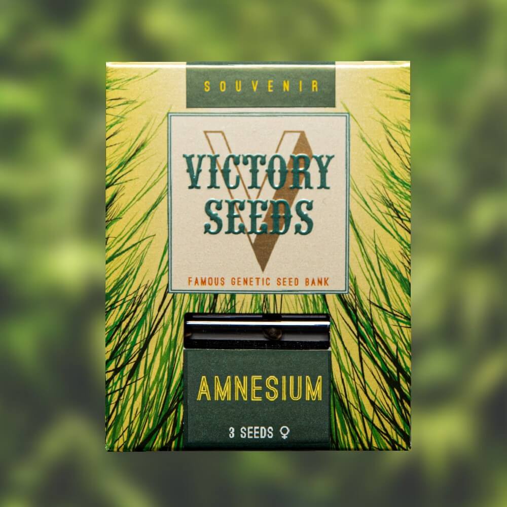 Семена конопли AMNESIUM от Victory Seeds