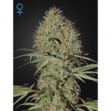 Auto Super Bud Feminised Silver