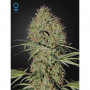 Cannabis seed variety Auto Super Bud Feminised Silver