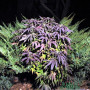 Cannabis seed variety Auto Blueberry Feminised Gold