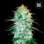 Cannabis seeds AUTO AMNESIA PLATINUM from Bulk Seed Bank