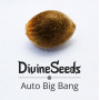 Cannabis seed variety Auto Big Bang