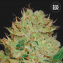 Cannabis seeds AUTO BIGGER BUD from Bulk Seed Bank