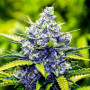 Cannabis seed variety Blue Cheese