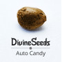 Cannabis seed variety Auto Candy