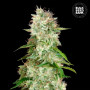 Cannabis seeds AUTO CHEESE from Bulk Seed Bank