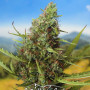 Cannabis seed variety Auto Chere Fem