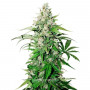 Cannabis seed variety Auto Cinderella Jack Feminised Silver