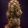 Cannabis seed variety Auto Double Knockout