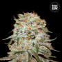 Cannabis seeds AUTO EAST RYDER from Bulk Seed Bank