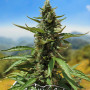 Cannabis seed variety Auto Goverla Fem