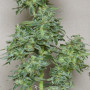 Cannabis seed variety Auto Goverla Fem