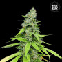 Cannabis seeds AUTO GRANDE CRACK from Bulk Seed Bank