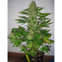 Cannabis seed variety LSD Feminised Gold