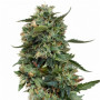 Cannabis seed variety LSD Feminised Gold