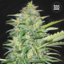 Cannabis seeds AUTO LIME SKUNK from Bulk Seed Bank