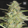Cannabis seeds AUTO LOVERYDER from Bulk Seed Bank