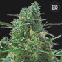 Cannabis seeds AUTO NBA DIESEL from Bulk Seed Bank