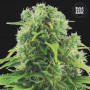 Cannabis seeds AUTO NORTHERN LIGHT from Bulk Seed Bank