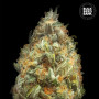 Cannabis seeds AUTO ORIGINAL ORANGE BUD from Bulk Seed Bank