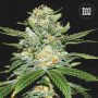 Cannabis seeds AUTO PERFECT POWER PLANT from Bulk Seed Bank
