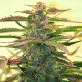 Cannabis seed variety Auto Red Dwarf Feminised Silver