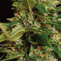 Cannabis seed variety Auto Carpathian Skunk Fem