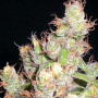 Cannabis seed variety Auto Carpathian Skunk Fem