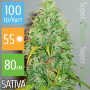 Cannabis seed variety Auto Carpathian Skunk Fem