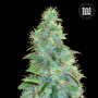 Cannabis seeds AUTO SWEET TOOTH from Bulk Seed Bank
